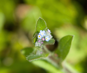 Image showing Forget-me-not