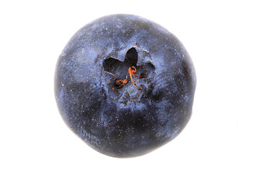 Image showing blueberry isolated