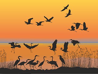 Image showing Herons on the shore of lake at sunset