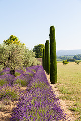 Image showing Lavander field