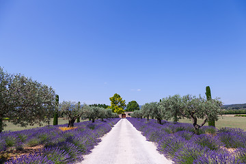 Image showing Lavander garden