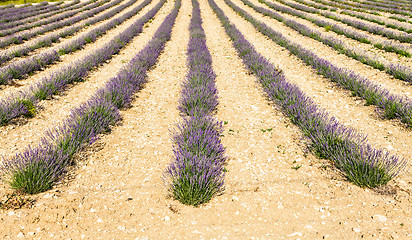 Image showing Lavander field