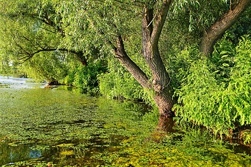 Image showing Water surface with plants