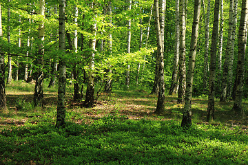 Image showing birch tree forest 