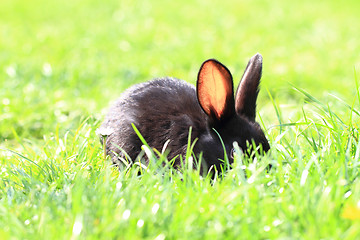 Image showing black rabbit in grass