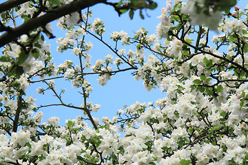 Image showing apple tree flowers
