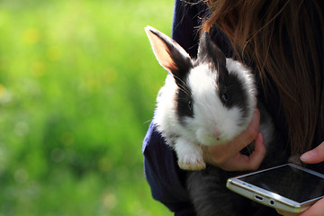 Image showing black and white rabbit in the grass