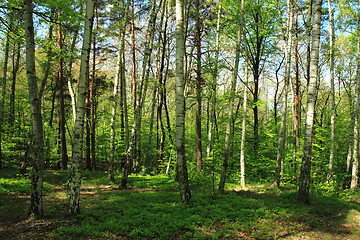 Image showing birch tree forest 