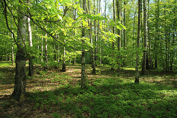 Image showing birch tree forest 