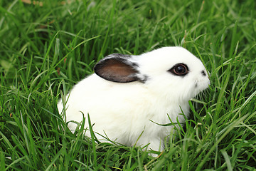 Image showing black and white rabbit in the grass