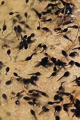 Image showing tadpoles in the fresh water 