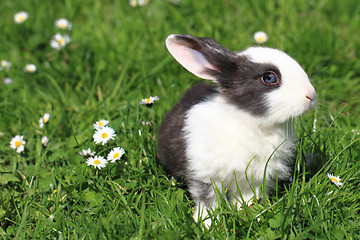 Image showing black and white rabbit in the grass