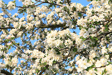 Image showing apple tree flowers