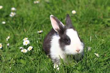 Image showing black and white rabbit in the grass