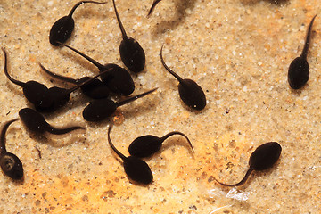 Image showing tadpoles in the fresh water 