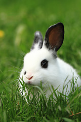 Image showing black and white rabbit in the grass