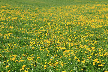 Image showing dandelion field