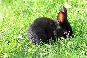 Image showing black rabbit in grass