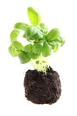 Image showing small basil plant isolated