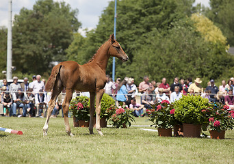 Image showing brown colt foal show