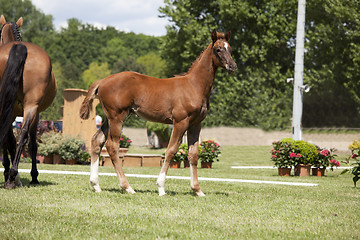 Image showing brown foal auction