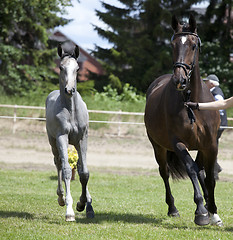 Image showing brown mare foal gray