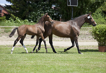 Image showing Mare with foal at foot