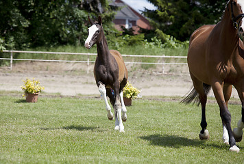 Image showing Foal Sporthorse