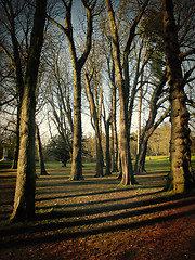 Image showing Tree shadows in forest