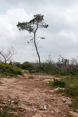 Image showing Spring season landscape