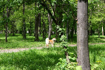 Image showing Akita Inu