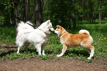 Image showing Samoyed and Akita