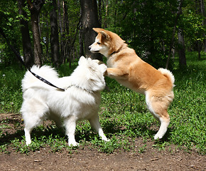 Image showing Samoyed and Akita