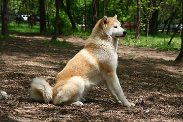 Image showing Akita Inu