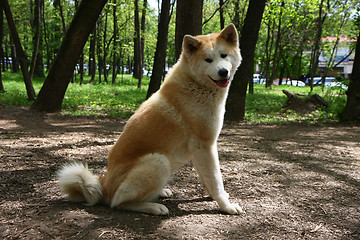 Image showing Akita Inu