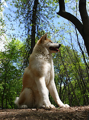 Image showing Akita Inu