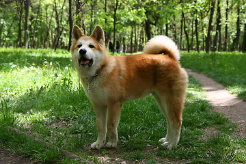 Image showing Akita Inu puppy