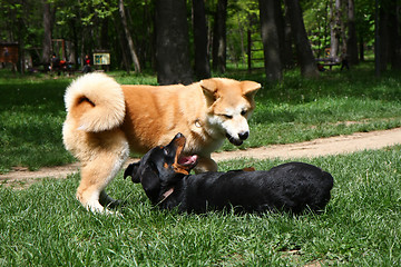 Image showing Akita and Rottweiler