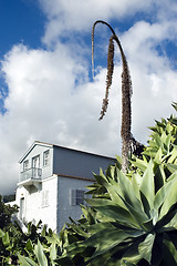 Image showing Agave (agave attenuata)