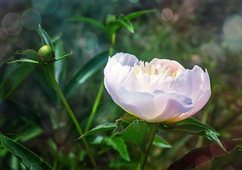 Image showing Blossoming white peony among green leaves