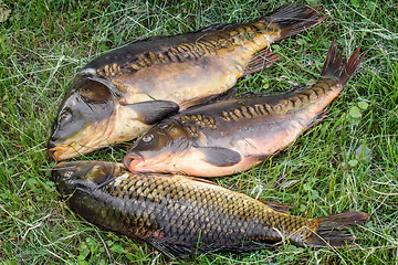 Image showing Fish caught in the river, lying on the grass..