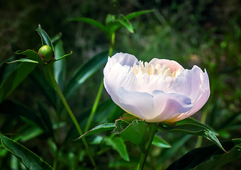 Image showing Blossoming white peony among green leaves