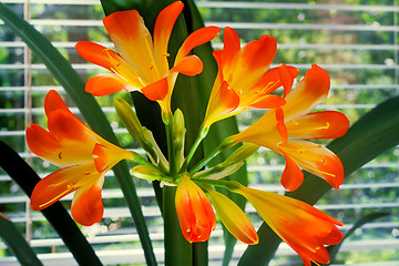 Image showing Blooming Amaryllis against the window to the garden.