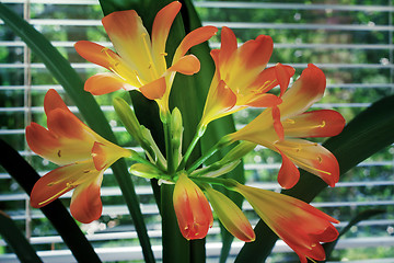 Image showing Blooming Amaryllis against the window to the garden.