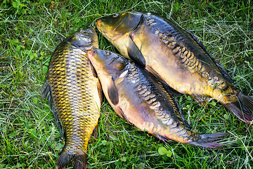 Image showing Fish caught in the river, lying on the grass..