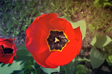 Image showing The red tulip blossoms in a garden.