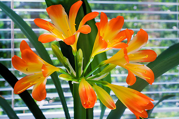 Image showing Blooming Amaryllis against the window to the garden.