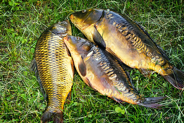 Image showing Fish caught in the river, lying on the grass..