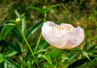 Image showing Blossoming white peony among green leaves