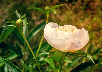 Image showing Blossoming white peony among green leaves